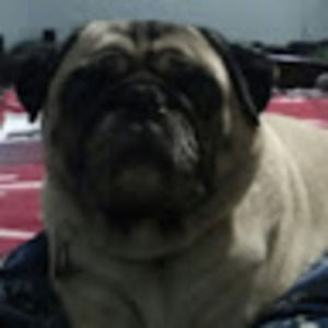 Meet your Posher, Jackson